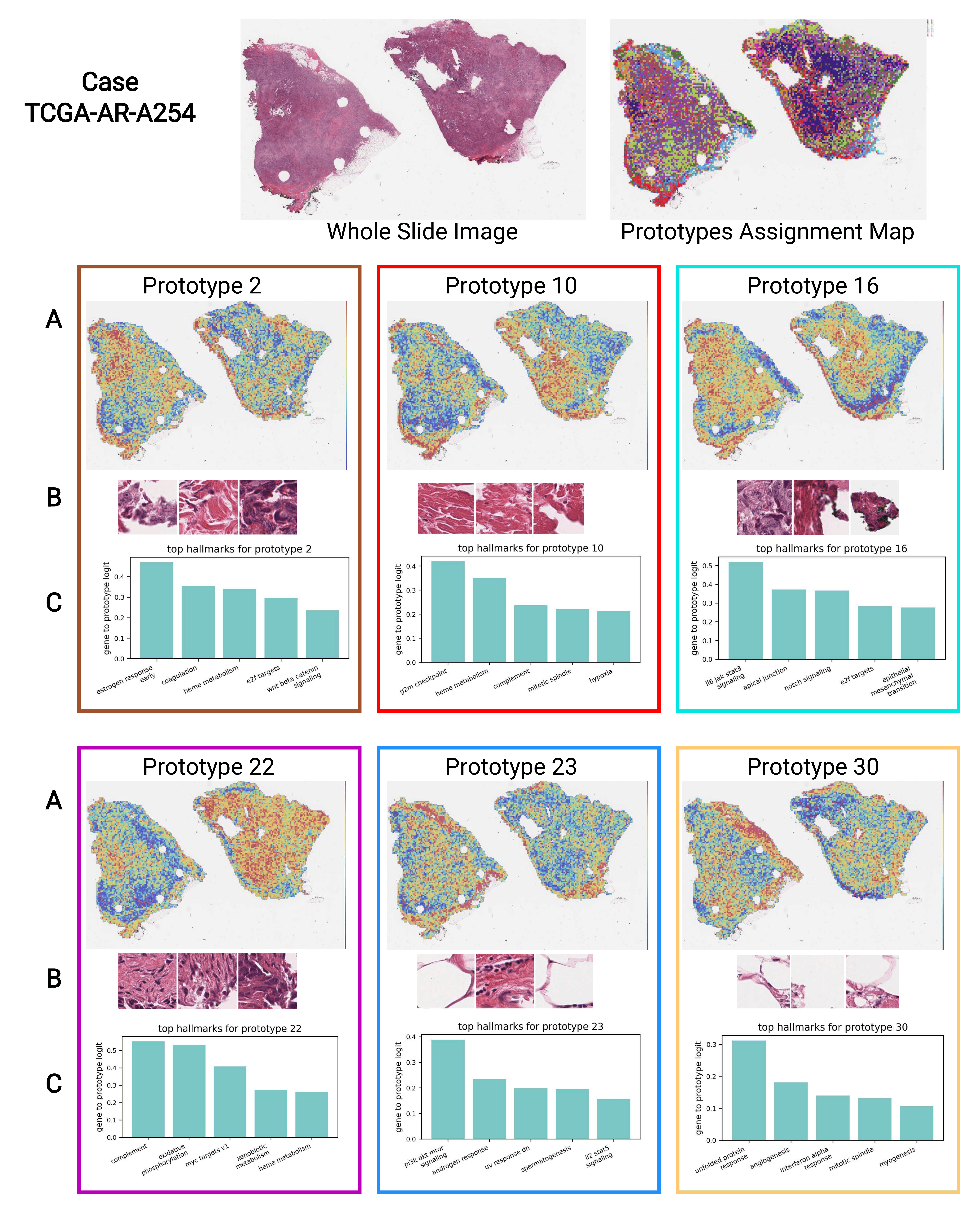 Prototype-centered visualization for TCGA-AR-A254